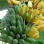 Musa Plant 2.5" Tall Blue Java - Ice Cream Banana Tree Live Plant, Banana Fruit Plant