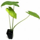 Colocasia Gigantea Plant 2.5" Tall Thai Giant - Thailand Giant Elephant Ear Live Plant