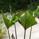 Colocasia Esculenta Plant 2.5" Tall Tea Cup Elephant Ear Live Plant