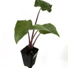 Alocasia Plant 2.5" Tall Imperial Red Elephant Ear Live Plant