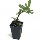 Ficus Carica Plant 2.5" Tall Black Mission Fig Tree Live Plant, Fig Plant Live