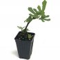Ficus Carica Plant 2.5" Tall Black Mission Fig Tree Live Plant, Fig Plant Live