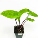 Alocasia Plant 2.5" Tall Dark Star Elephant Ear Live Plant