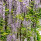 Wisteria frutescens Plant 2.5" Tall American Wisteria - Wisteria Live Plant