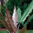 Alocasia Plant 2.5" Tall Lauterbachiana Elephant Ear Live Plant