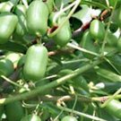 Actinidia Arguta Plant 2.5" Tall Issai Kiwi Vine Live Plant