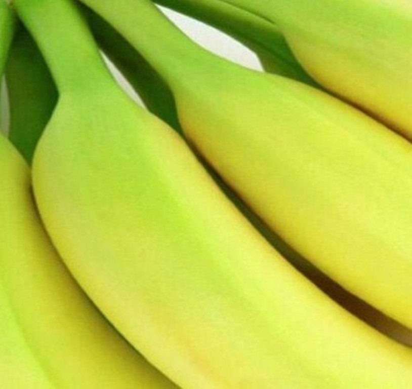 Musa Acuminata Plant 2.5" Tall Gran Nain Banana Tree Live Plant