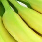 Musa Acuminata Plant 2.5" Tall Gran Nain Banana Tree Live Plant