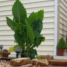 Alocasia Plant 2.5" Tall Calidora Elephant Ear Live Plant - Persian Palm