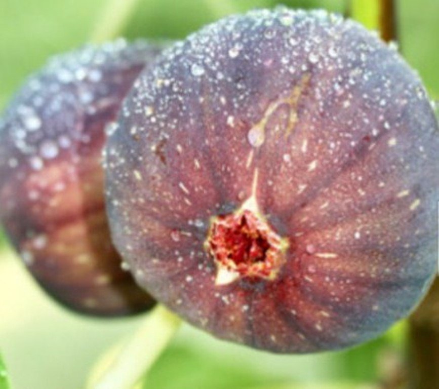 Ficus Carica 2.5" Tall Purple Fig Tree Live Plant