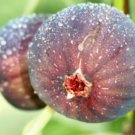 Ficus Carica 2.5" Tall Purple Fig Tree Live Plant