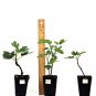 Ficus Carica 2.5" Tall Purple Fig Tree Live Plant