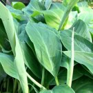 Pisang Awak Plant 2.5" Tall Dwarf Namwa Banana Tree Live Plant, Musa Plant Live