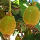 Actinidia Deliciosa  2.5" Tall Matua Male Kiwi Live Plant