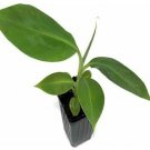 Musa Plant 2.5" Tall Dwarf Orinoco Banana Tree Live Plant