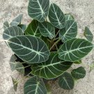 Alocasia Reginula Plant 3" Tall Black Velvet Elephant Ear Live Plant