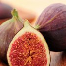 Ficus Carica Plant 3" Tall Magnolia Fig Tree Live Plant Brunswick