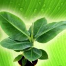Musa Plant 2.5" Tall Dwarf Cavendish Banana Tree Live Plant
