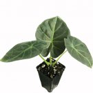 Alocasia Plant 2.5" Tall Regal Shields Elephant Ear Live Plant