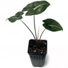 Alocasia Longiloba Plant 3" Tall Dragon's Tooth Elephant Ear Live Plant Dragon