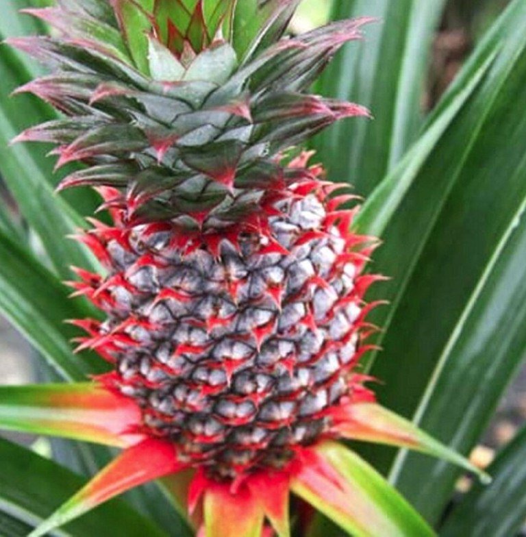 Ananas Comosus Plant 2.5" Tall Florida Special Pineapple Live Plant