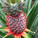 Ananas Comosus Plant 2.5" Tall Florida Special Pineapple Live Plant