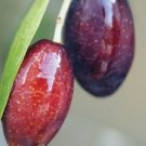 Olea Europaea Plant 2.5" Tall Arbequina Olive Tree Live Plant