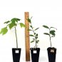 Olea Europaea Plant 2.5" Tall Arbequina Olive Tree Live Plant