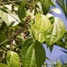 Piper Nigrum Plant 2.5" Tall Black Pepper Live Plant