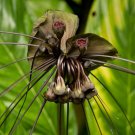 Tacca Chantrieri Plant 3" Tall Black Bat Live Plant Flowering