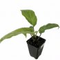Tacca Chantrieri Plant 3" Tall Black Bat Live Plant Flowering