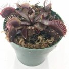 Dionaea Muscipula Plant 2.5" Tall Akai Ryu Venus Fly Trap, Live Carnivorous Plant