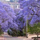Jacaranda Mimosifolia Plant 2.5" Tall Jacaranda Tree Live Plant