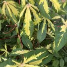 Manihot Esculenta Variegata Plant 2.5" Tall Variegated Tapioca Live Plant