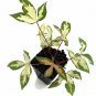 Manihot Esculenta Variegata Plant 2.5" Tall Variegated Tapioca Live Plant