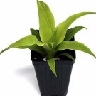 Ananas Comosus Plant 2.5" Tall Elite Gold Pineapple Live Plant