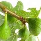 Ficus Carica Plant 2.5" Tall Italian Honey, Lattarula Honey Fig Live Plant