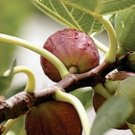 Ficus Carica Plant 2.5" Tall Honey/Sugar Fig, Celeste Fig Tree Live Plant
