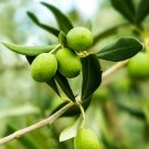 Olea Europaea Plant 2.5" Tall Manzanillo Olive Tree Live Plant