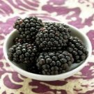 Rubus Plant 2.5" Tall Kiowa Blackberry Live Plant