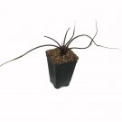 Alocasia Plumbae Plant 2.5" Tall Flying Squid Elephant Ear Live Plant
