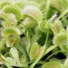 Dionaea Muscipula Plant 2.5" Tall King Henry Venus Fly Trap Live Carnivorous Plant