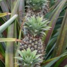 Ananas Comosus Plant 2.5" Tall Kona Sugarloaf, Sugarloaf Pineapple