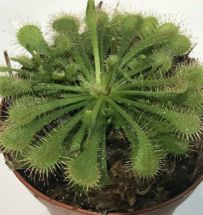 Drosera spathulata Plant 2.5" Tall Spoonleaf Sundew Live Carnivorous Plant