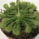 Drosera spathulata Plant 2.5" Tall Spoonleaf Sundew Live Carnivorous Plant
