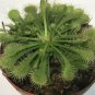 Drosera spathulata Plant 2.5" Tall Spoonleaf Sundew Live Carnivorous Plant