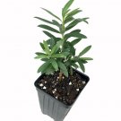 Callistemon Plant 2.5" Tall Melaleuca, Little John Bottlebrush Dwarf Tree Live Plant