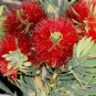 Callistemon Plant 2.5" Tall Melaleuca, Little John Bottlebrush Dwarf Tree Live Plant