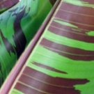 Musa acuminata Plant 2.5" Tall Zebrina Rojo Banana Live Plant Starter