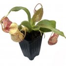 Nepenthes Plant 2.5" Tall St Gaya Pitcher Plant Live Carnivorous Plant